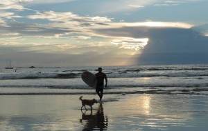 Hut_surfing-dog